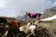 71 Ellebori d'alta quota